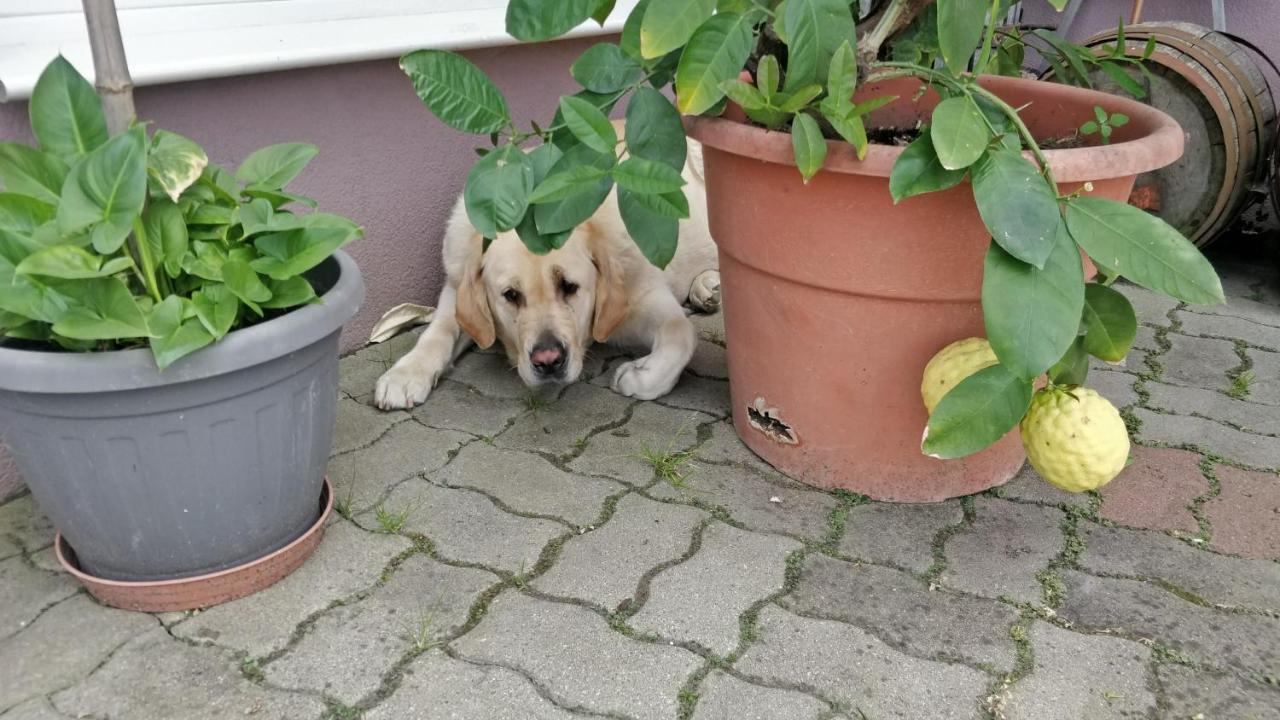 Novakporta Vendeghaz Appartement Lakhegy Buitenkant foto